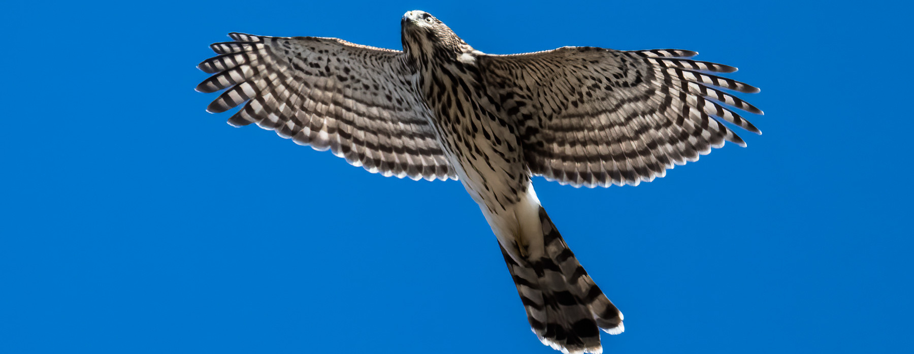 Birds of Prey Fall Migration